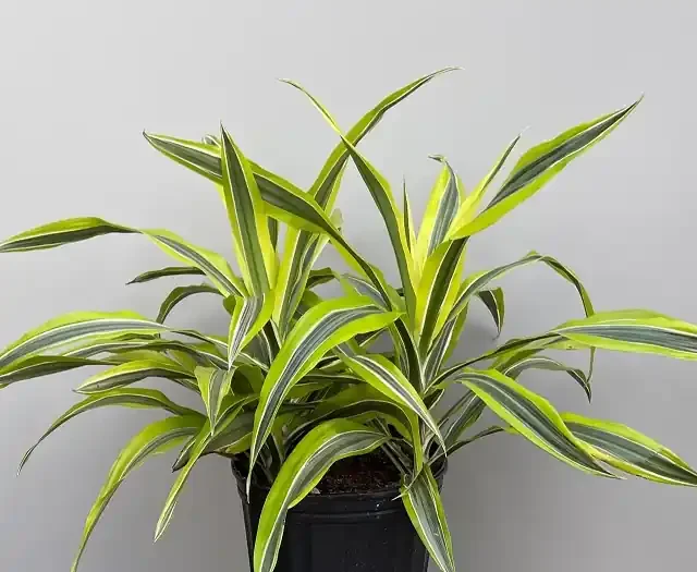 DRACAENA warnecki ‘Lemon Lime’ – 8″