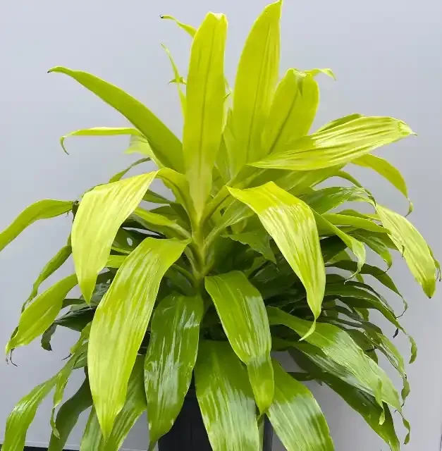DRACAENA warneckii ‘Limelight’ – 10″