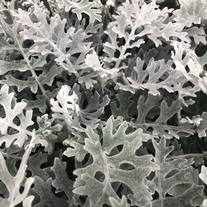 Dusty Miller Silver Dust- 4 pak