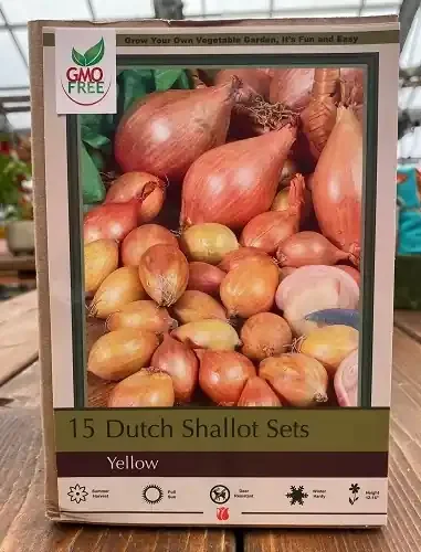 DUTCH YELLOW SHALLOTS- 15 BULBS