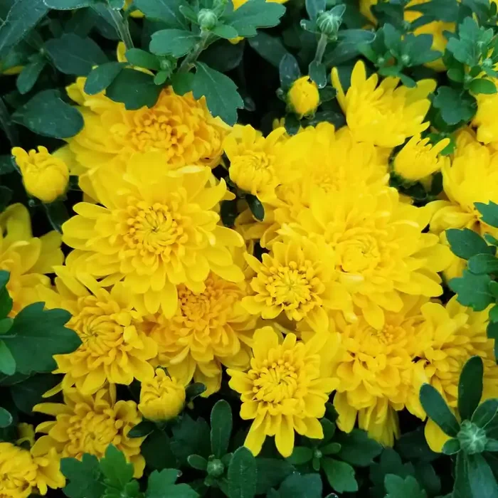 FALL MUM PATIO PLANTER Yellow/ Gold – 13″ POT