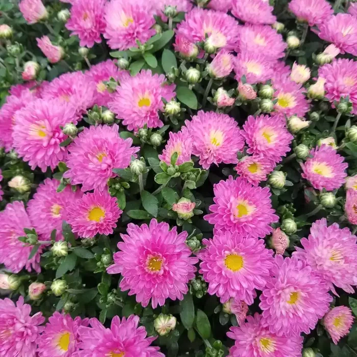 Fall Mum, Purple/ Pink- 6½” Pot