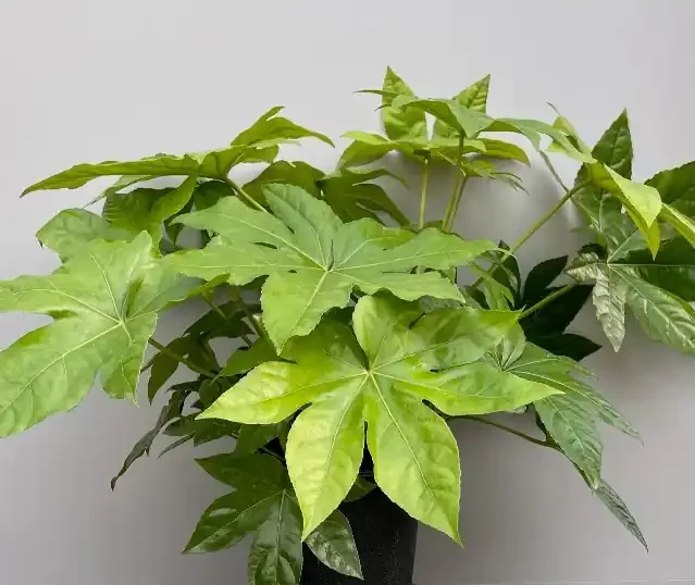 FATSIA japonica- 8″