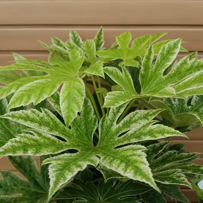 FATSIA japonica variegated- 8″