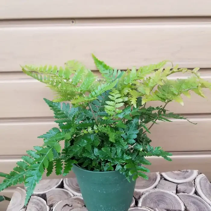 FERN ‘Dryopteris erythrosora’ – 4″