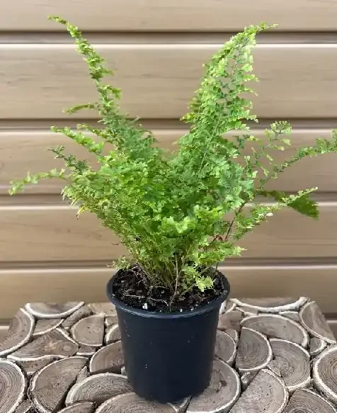 FERN ‘Green Fantasy’ – 4″
