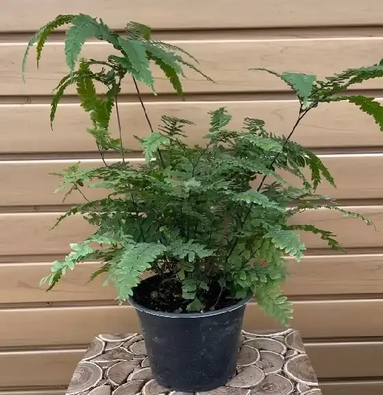 FERN ‘Maidenhair Bronze Venus’ – 6″