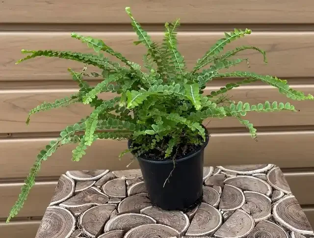 FERN ‘Pellaea rotundifolia’ – 4″