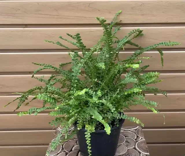 FERN ‘Pellaea rotundifolia’ – 6″