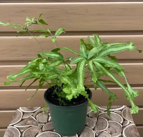 FERN ‘PTERIS’, Assorted Varieties- 4″