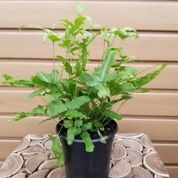 FERN Pteris cretica ‘Mayi’ – 4″
