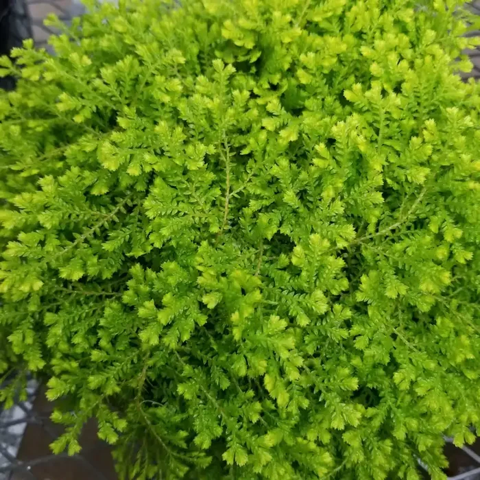 Fern Selaginella Red- 6″