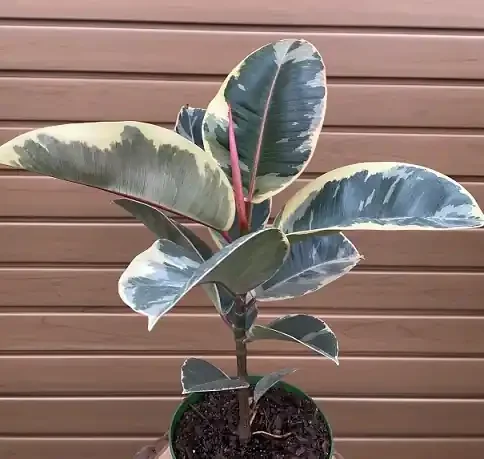 Ficus elastica ‘Tineke’ – 6″ Pot