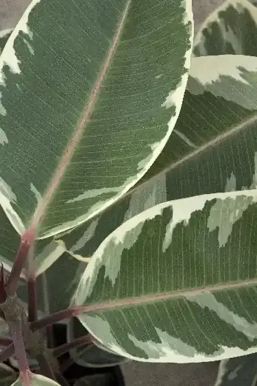 FICUS ELASTICA TINEKE, SIZE 3