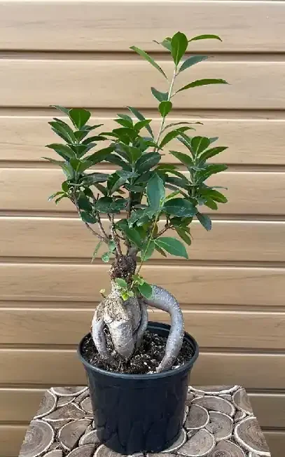 Ficus Ginseng- 6″