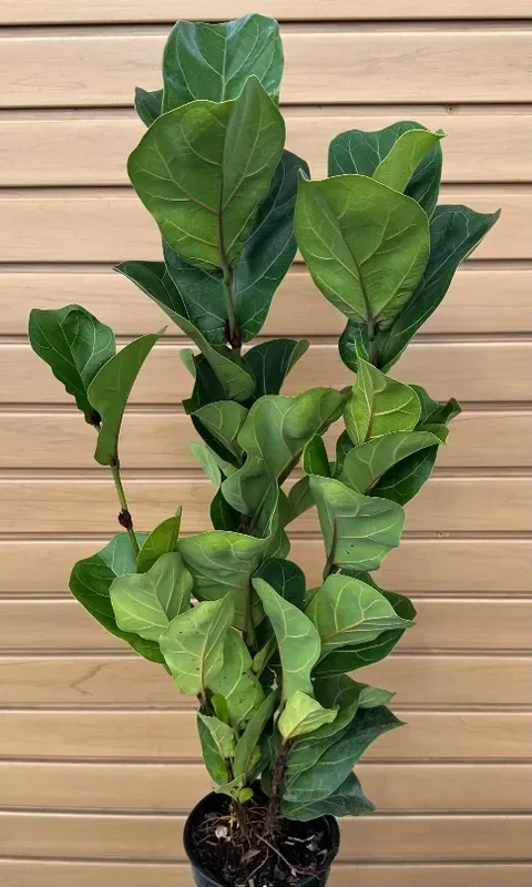 FICUS ‘LIL BAMBINO’ – 6″