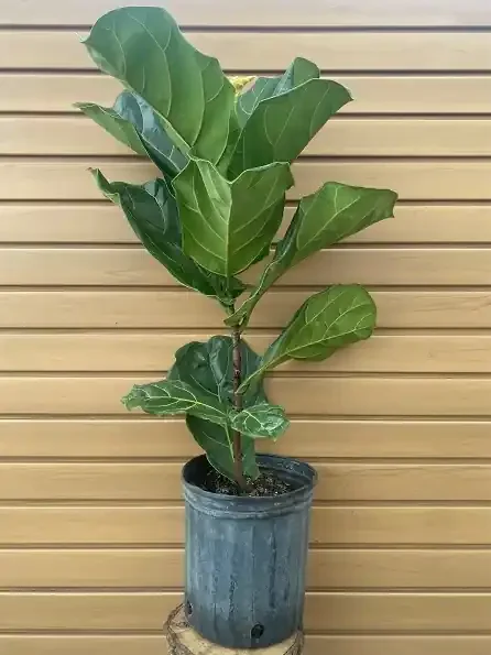 Ficus lyrata, Column- 8″