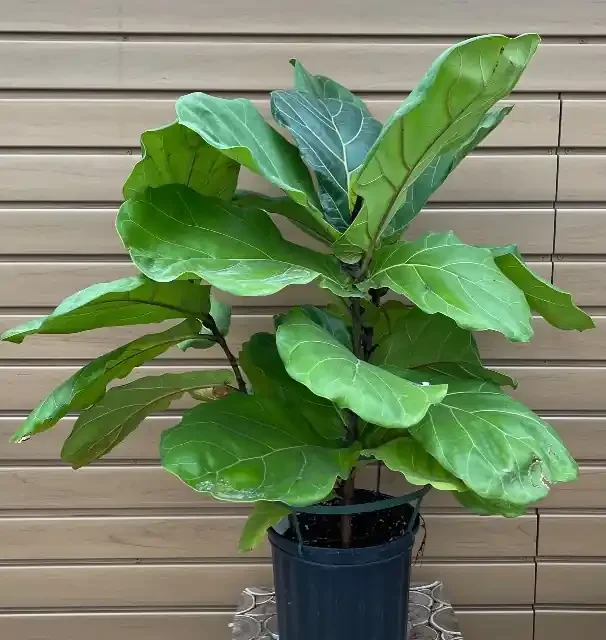 FICUS LYRATA ‘SUNCOAST’ – 8″