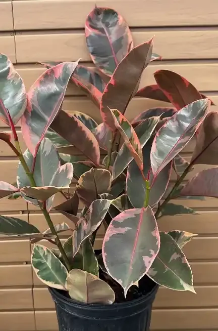 Ficus robusta ‘Ruby’ – 8″