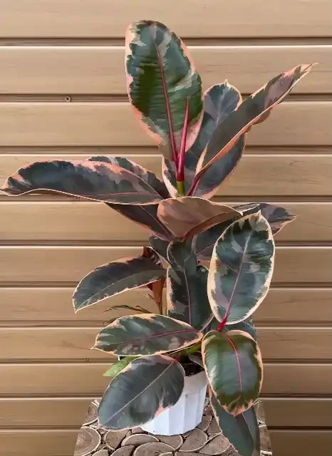 FICUS ‘Ruby’ – 6″