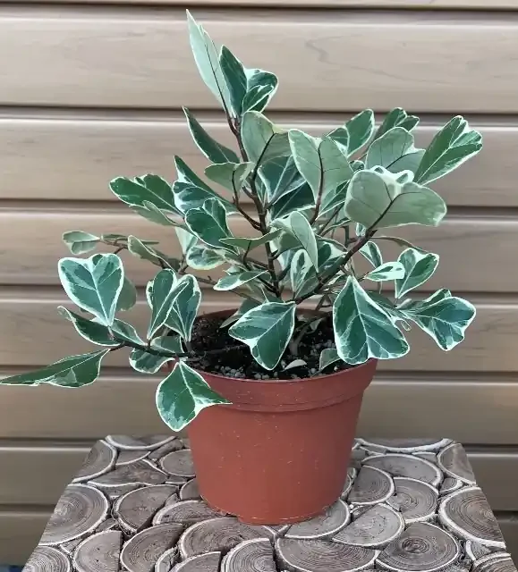 FICUS triangularis ‘Variegata’ – 6″