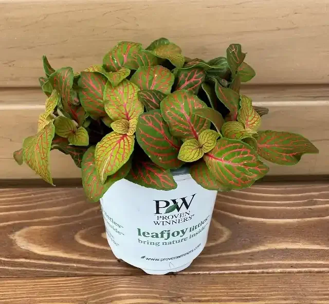 Fittonia ‘Network News™ Primetime™’ – 9cm