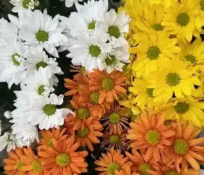 Florist Mum, Assorted Colors- 4.5″ Pot