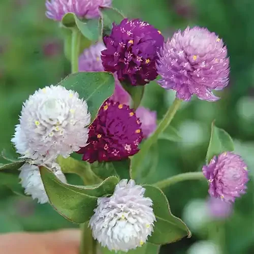 FLOWER, GLOBE AMARANTH