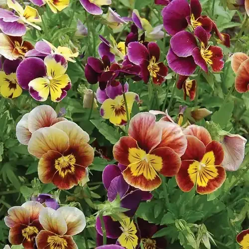 FLOWER, HISTORIC PANSIES MIXTURE