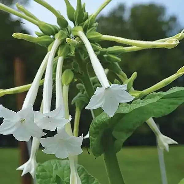 FLOWER, NIGHT SCENTED TOBACCO