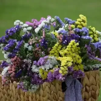 FLOWER, PASTEL STATICE MIXTURE