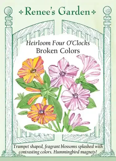 FOUR O’CLOCK BROKEN COLORS