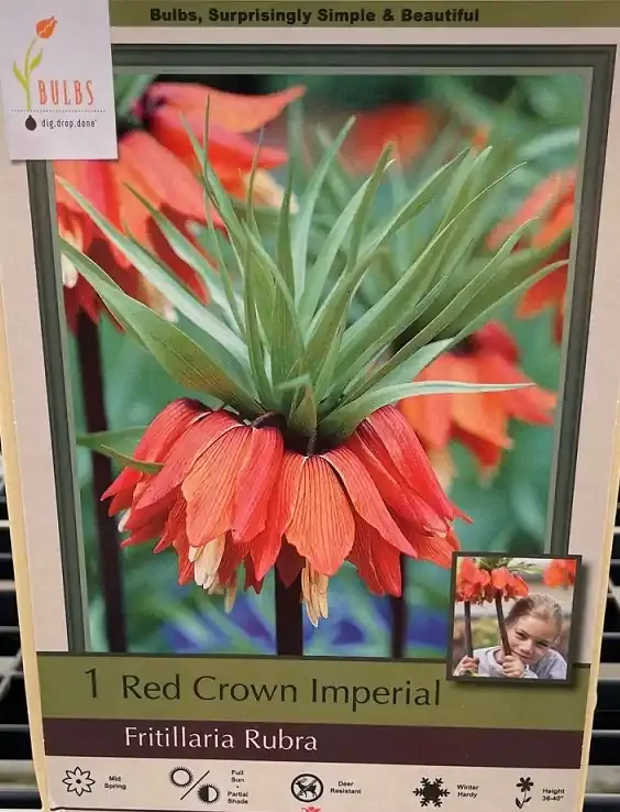 FRITILLARIA ‘RUBRA’- 1 BULB PER PACKAGE