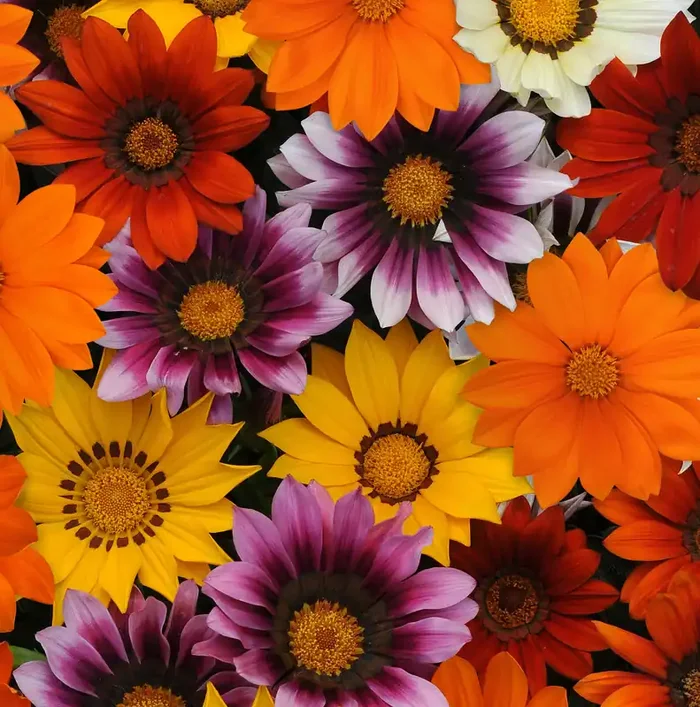 Gazania New Day Mixture – 4 1/3″ pot