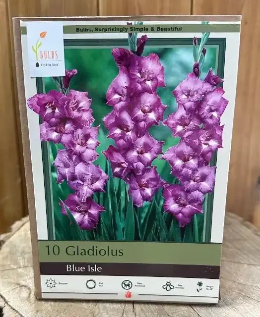 GLADIOLUS ‘BLUE ISLE’ – PACAKGE OF 10 BULBS