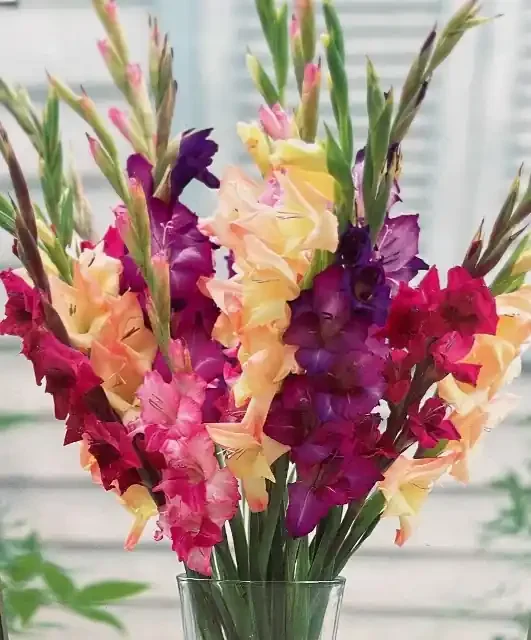 GLADIOLUS ‘MARDI GRAS MIX’ – PACKAGE OF 10 BULBS