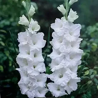 GLADIOLUS ‘POLAR BEAR’ – PACAKGE OF 10 BULBS