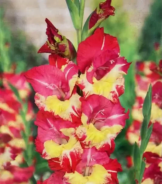 GLADIOLUS STEREO