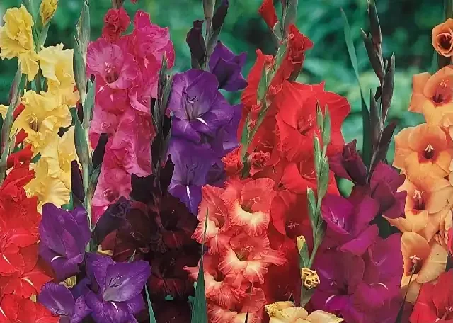 GLADIOLUS ‘TROPICAL BLEND’ – PACKAGE OF 25 BULBS