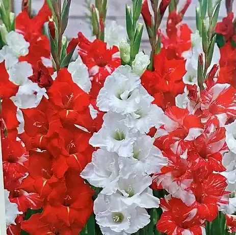 GLADIOLUS ‘VALENTINE MIX’ – PACKAGE OF 10 BULBS
