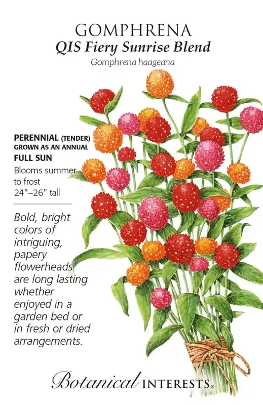 GOMPHRENA QIS FIERY SUNRISE Botanical Interest®