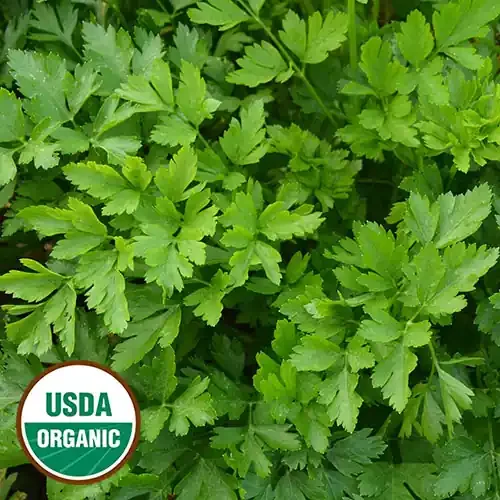 HERB, GIANT FROM ITALY PARSLEY