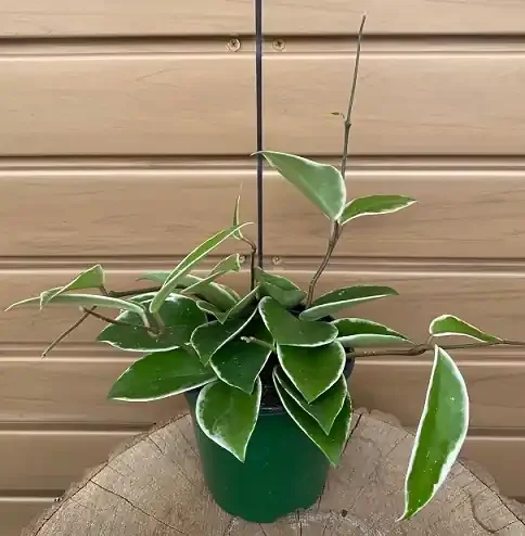 HOYA carnosa ‘Krimson Queen’- 4″