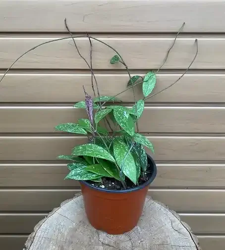 Hoya publicalyx ‘Speckled’ – 6″