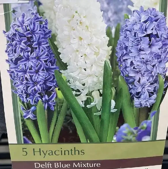 HYACINTH ‘DELFT BLUE MIX’ – 8 BULBS PER PACKAGE