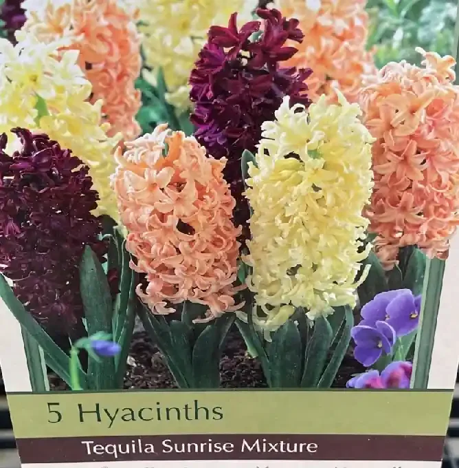 HYACINTH ‘TEQUILA SUNRISE MIX’ – 8 BULBS PER PACK