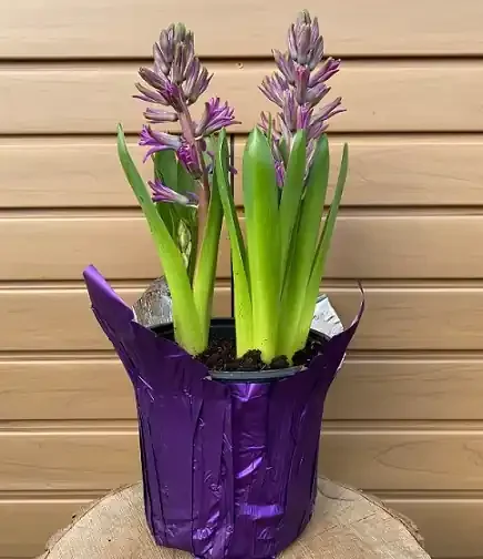 HYACINTH, Violet- 6″