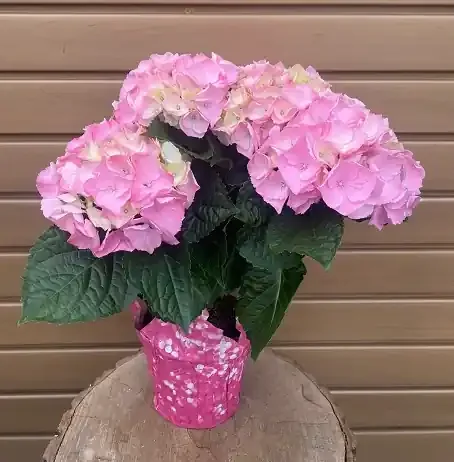 Hydrangea, Pink- 4″