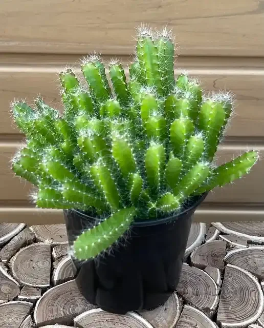 Hylocereus undatus- 4″