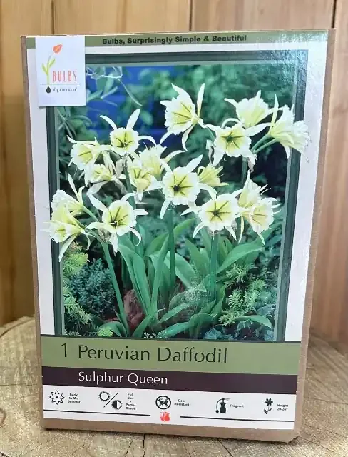 HYMENOCALLIS ‘SULPHUR QUEEN’- 1 BULB